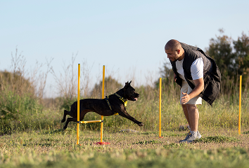 A man trains a dog jumping over an obstacle outdoors.