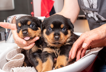 Two adorable Rottweiler puppies sitting together, being gently held.