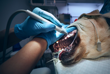 Veterinarian cleaning a dog's teeth during a dental procedure.