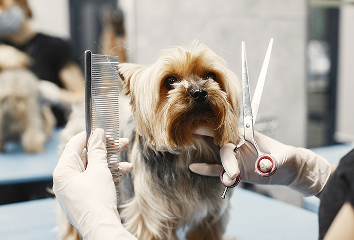 A Yorkshire Terrier getting a haircut at a pet salon.