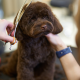 Why Does My Dog Hate Grooming? Common Reasons and What Helps